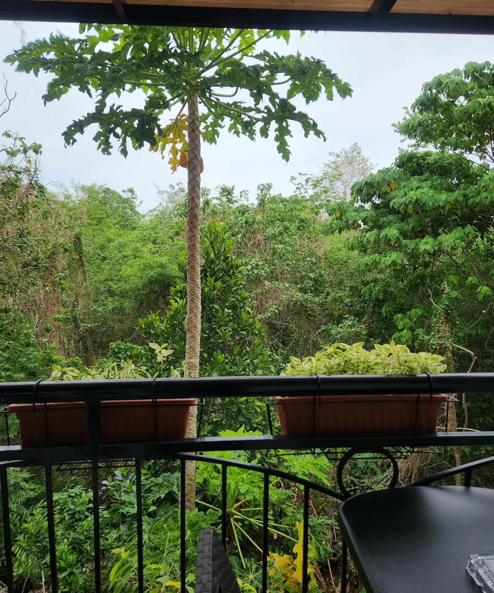 Condo Azur Suites B316 Near Airport, Netflix, Stylish, Cozy With Swimming Pool 麦克坦 外观 照片